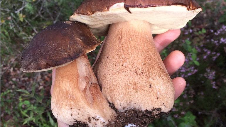 Es veu una ma agafant dos ceps ben grossos en un entorn de bosc.