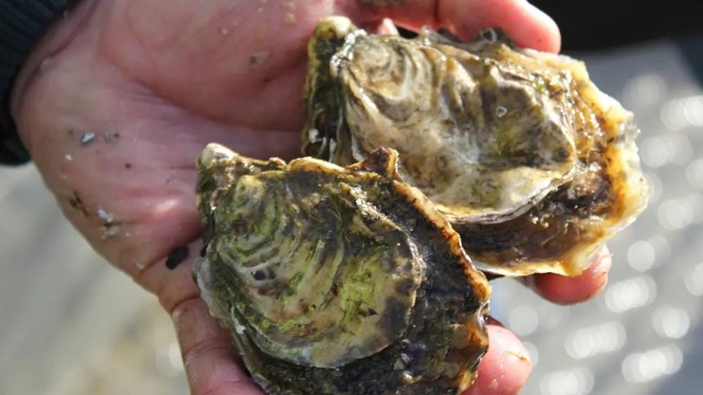Mà sostenint dues ostres amb la closca, acabades de recollir, amb restes d'algues i aigua de mar.