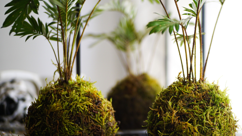 Tres kokedamas, tests rodons de plantes natural, estil Japonès.