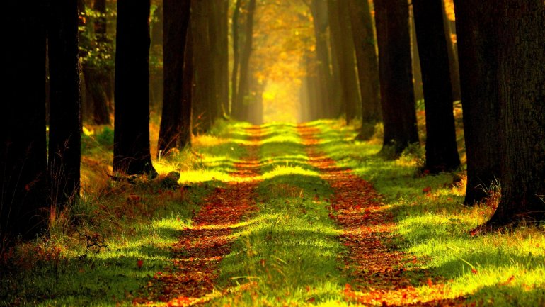 Camí de terra que travessa un bosc frondós amb arbres alts, il·luminat per la llum càlida del sol que es filtra entre les branques i crea un ambient tranquil i contemplatiu.