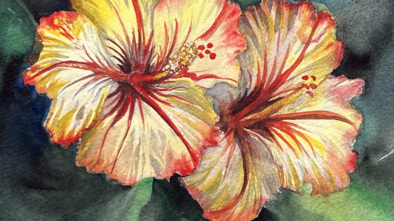 Aquarel·la de dues flors d'hibisc en tons grocs, vermells i rosats sobre un fons verd fosc. Les pinzellades ressalten la delicadesa dels pètals i els estams.